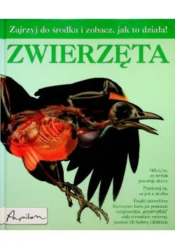 Zwierzeta Ostatnia szansa
