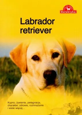 Pies na medal. Labrador retriever Dostępne od ręki
